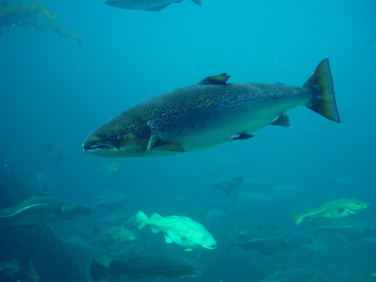 Salmo salar (Salmone atlantico)